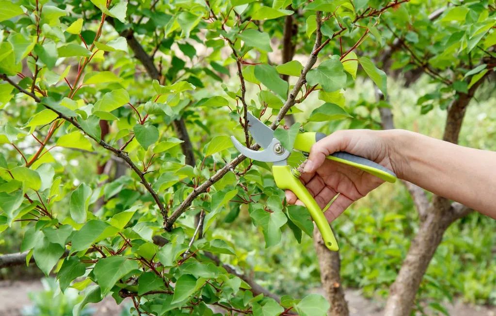 果树种植致富经_致富种植果树_致富果树种植方法
