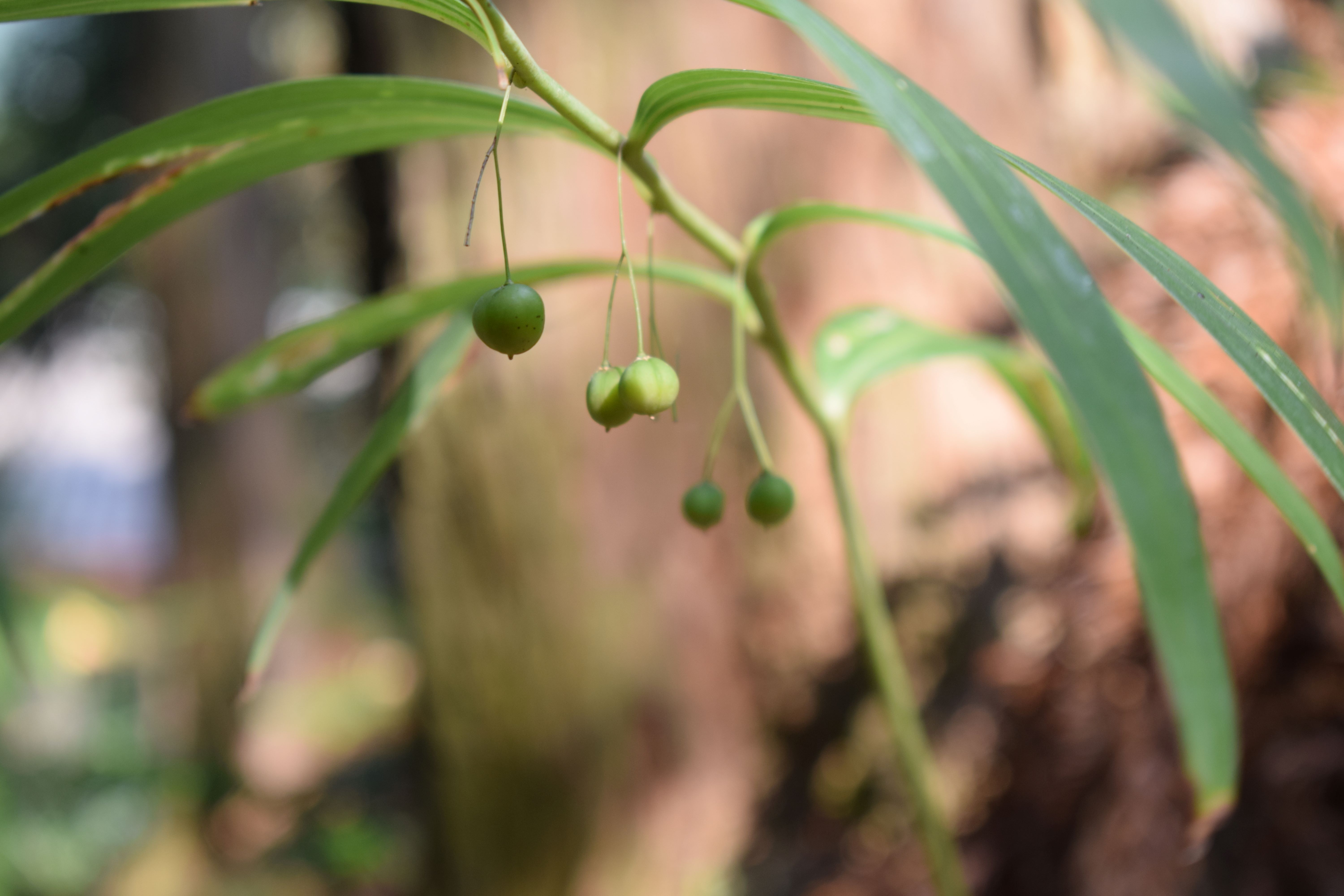 种植兰花脱贫致富_地黄种植致富_种植致富宝典