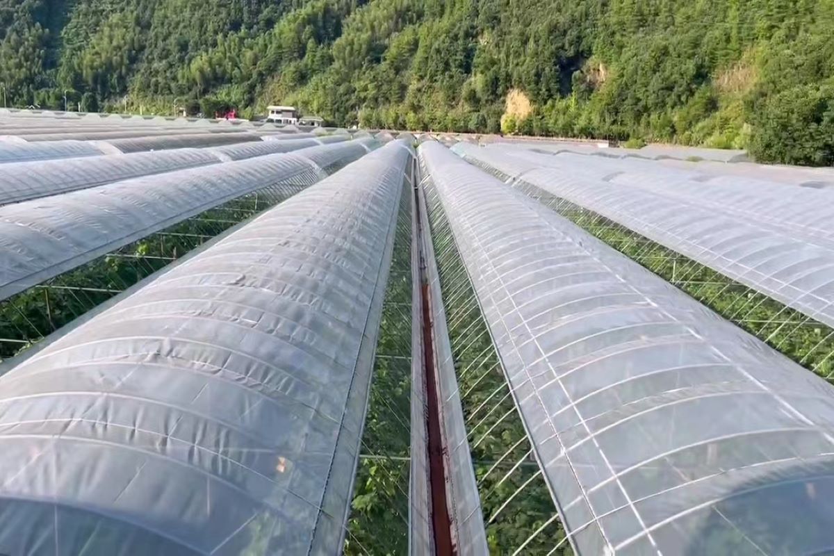 种植致富宝典_地黄种植致富_种植兰花脱贫致富