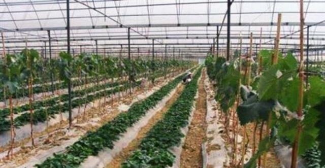 致富养殖大棚农村经历介绍_致富养殖大棚农村经历怎么写_农村大棚养殖致富经历