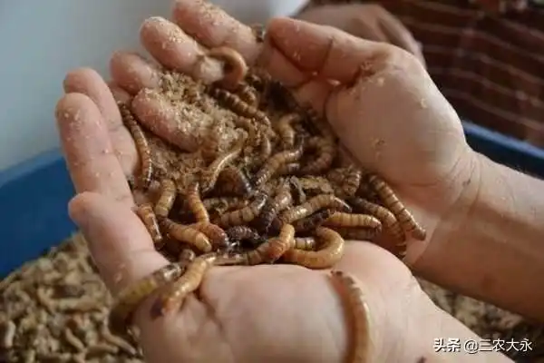 用虫子养鸡？你不还不会自己在家养虫？教你这6个办法，简单有效