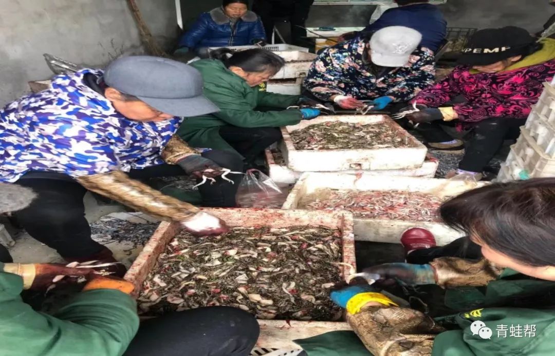 青蛙养殖技术是否成熟_青蛙养殖技术是否成熟_青蛙养殖技术是否成熟