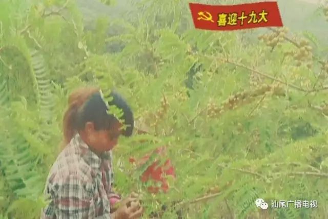 致富种植趋势图_致富种植视频全集_种植致富的趋势