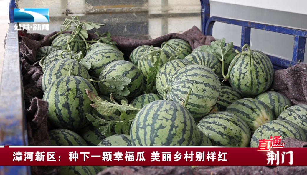 直通荆门 | 漳河新区：种下一颗幸福瓜 美丽乡村别样红