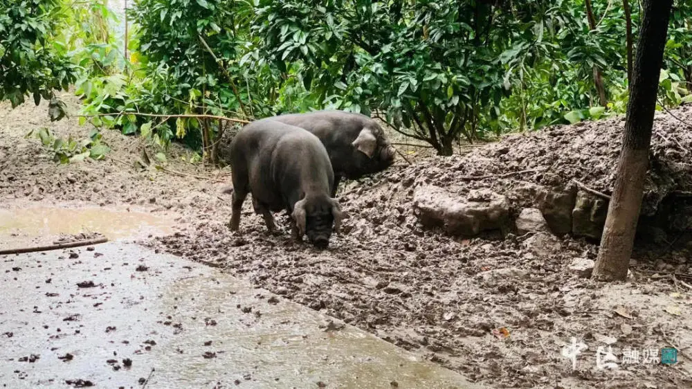 养殖猪跑山技术规范_养殖猪跑山技术视频_跑山猪的养殖技术