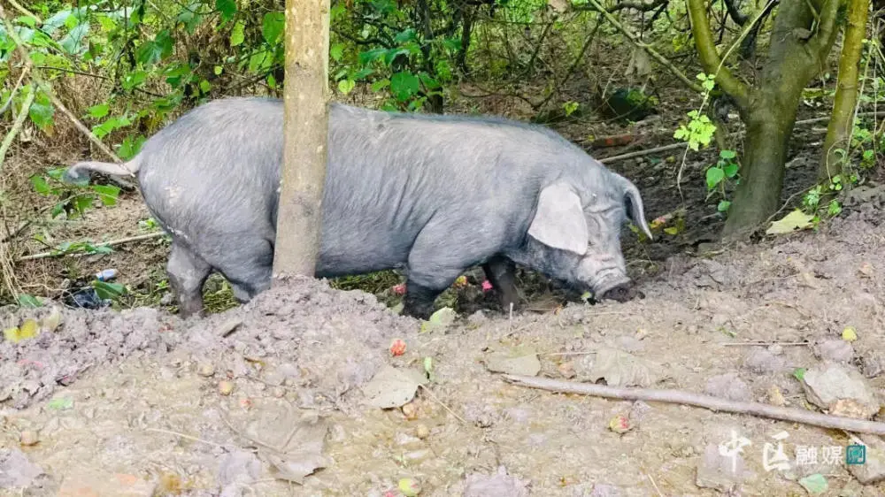 养殖猪跑山技术规范_养殖猪跑山技术视频_跑山猪的养殖技术