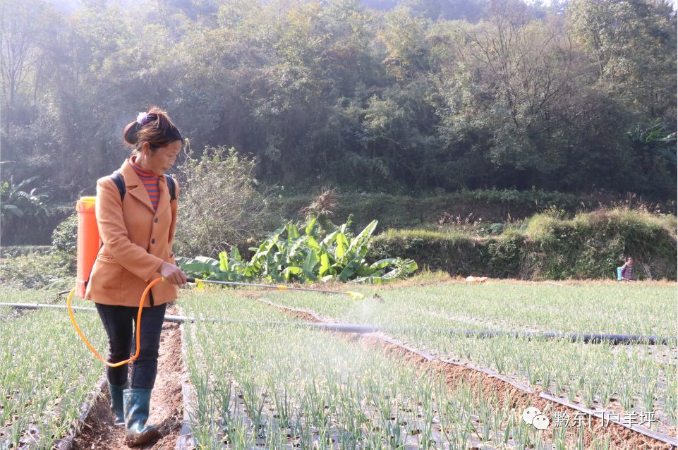 致富经四季葱种植_致富葱四季种植时间_四季葱种植视频