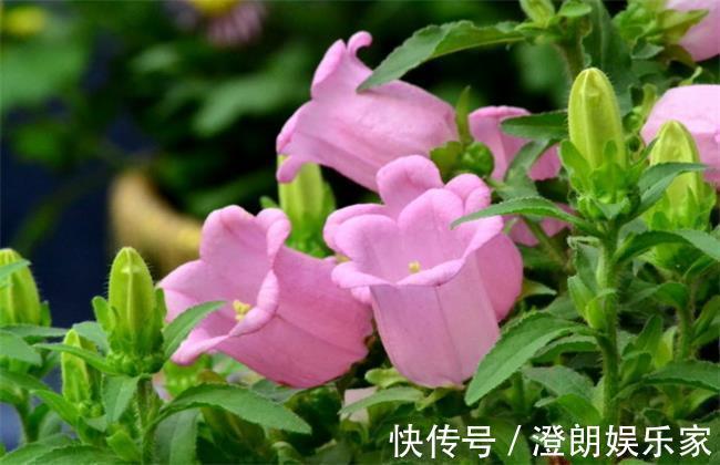 幼苗|风铃草盆栽该如何养护呢只要做到如下几点，萌新涨姿势了