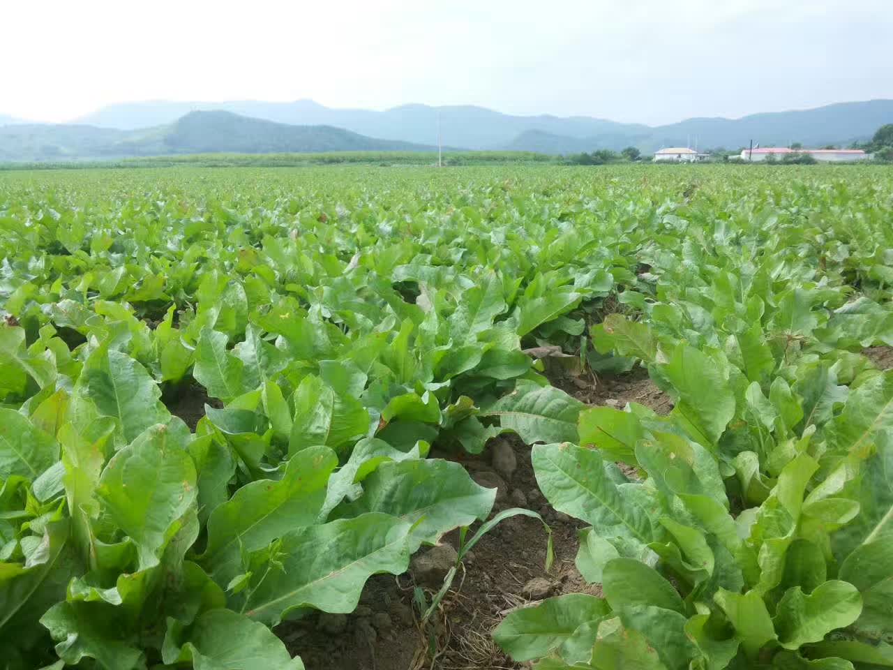 高效生态黄棒菜 农民致富新起点~黄棒菜概述