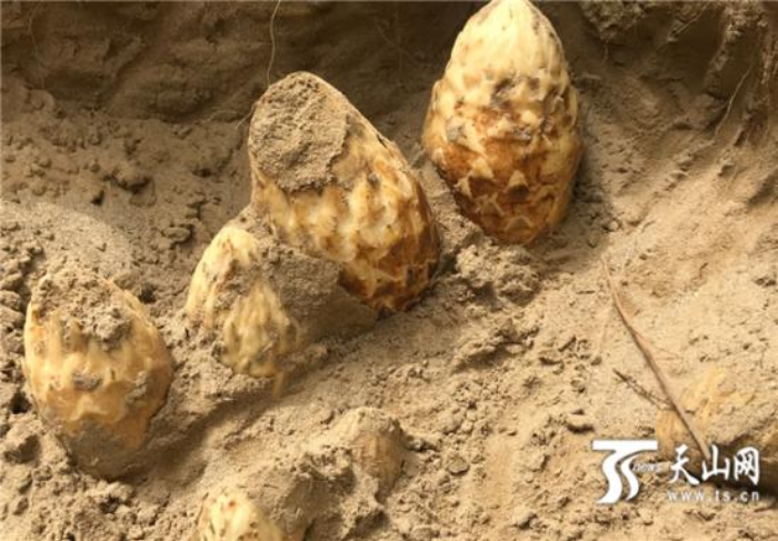 种植大芸防沙治沙 “沙漠人参”铺就脱贫致富路