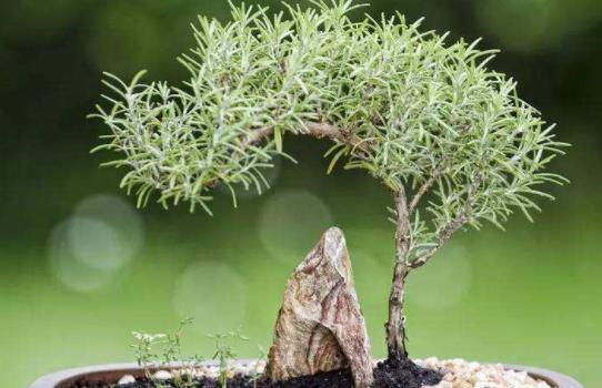 生态种植致富行业_致富种植生态行业有哪些_致富种植生态行业怎么样