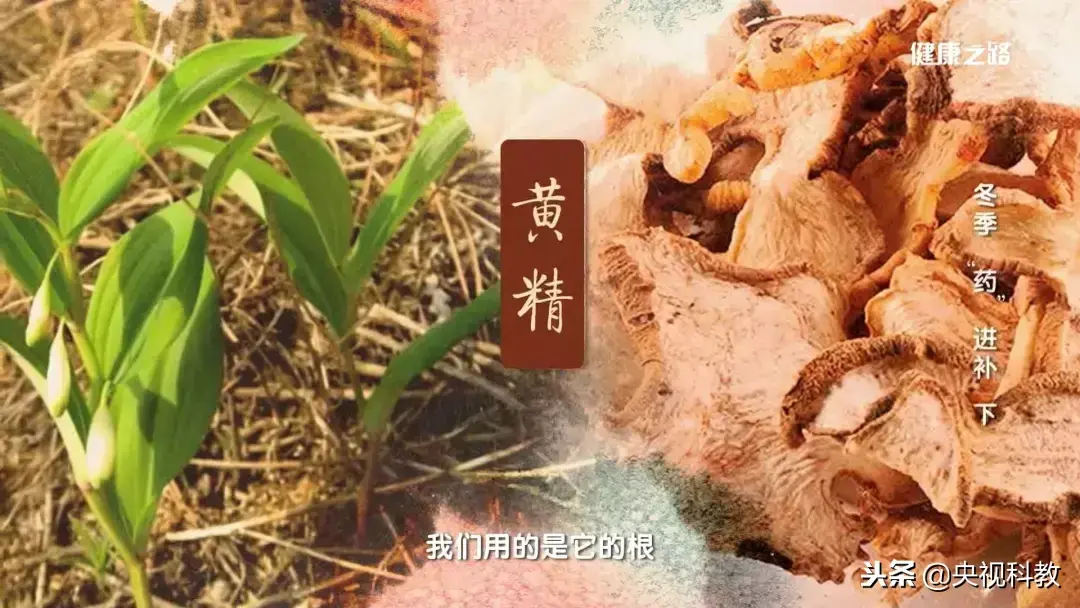 云南茯苓种植技术视频_云南茯苓产区_云南茯苓种植基地
