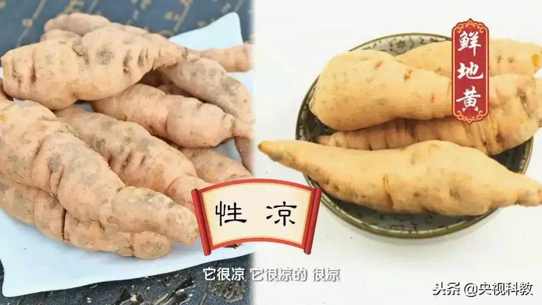 云南茯苓种植技术视频_云南茯苓产区_云南茯苓种植基地