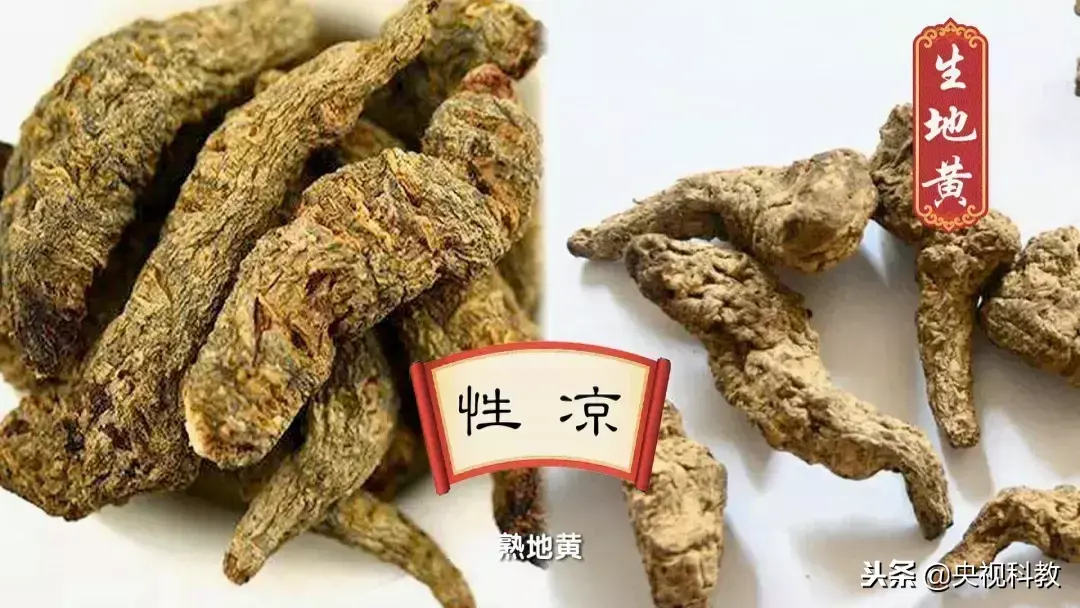 云南茯苓种植技术视频_云南茯苓产区_云南茯苓种植基地