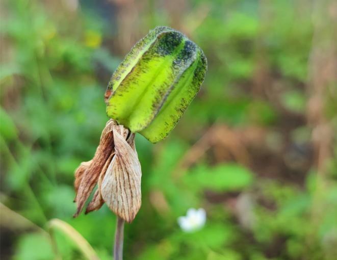 川贝种植的前景_川贝种植致富_种植川贝效果如何