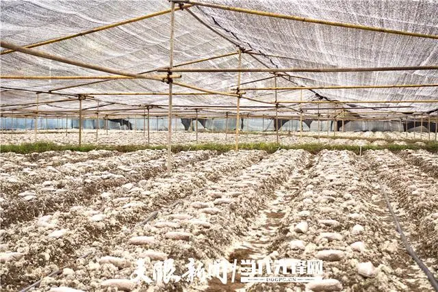 高基胜羊肚菌致富经_致富经羊肚菌高基盛_高基胜羊肚菌