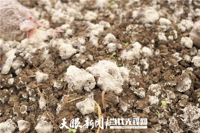 致富经羊肚菌高基盛_高基胜羊肚菌致富经_高基胜羊肚菌