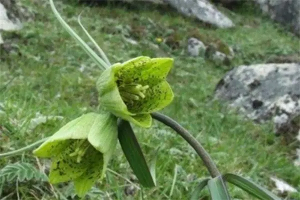农村称“苦花”的植物，果实一斤上千元，农人朋友不识货太可惜