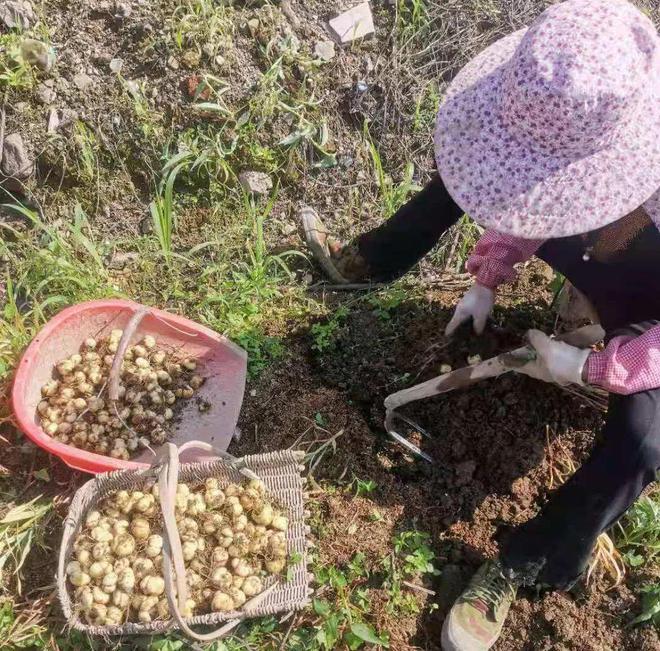 川贝种植效益与成本_致富种植川贝效果好吗_川贝种植致富