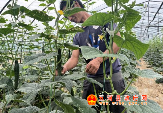 种植秋葵致富_致富种植秋葵视频_致富种植秋葵怎么样