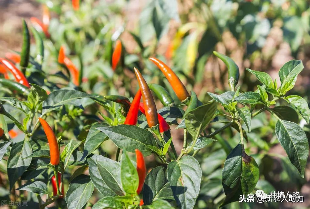 长辣椒种植技术视频_辣椒种植与管理技术视频_辣椒种植技术视频请看农广天地