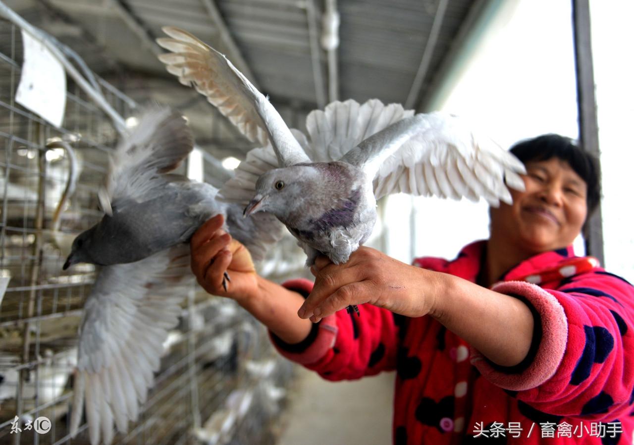 肉鸽子的养殖_肉鸽子养殖技术视频播放_肉鸽 鸽子养殖技术