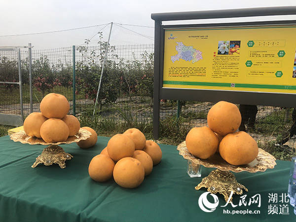 湖北孝感：“走进脱贫村”媒体基层行 特色产业助力精准脱贫