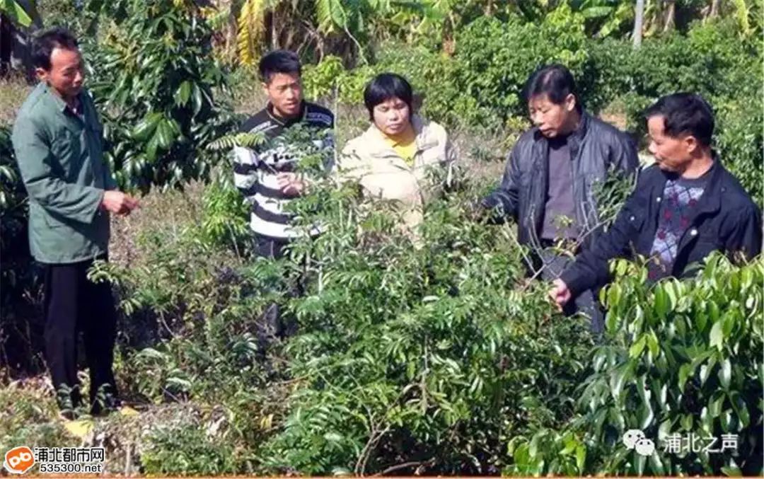 致富经莲藕种植视频_莲藕种植赚钱吗_种植山莲藕致富
