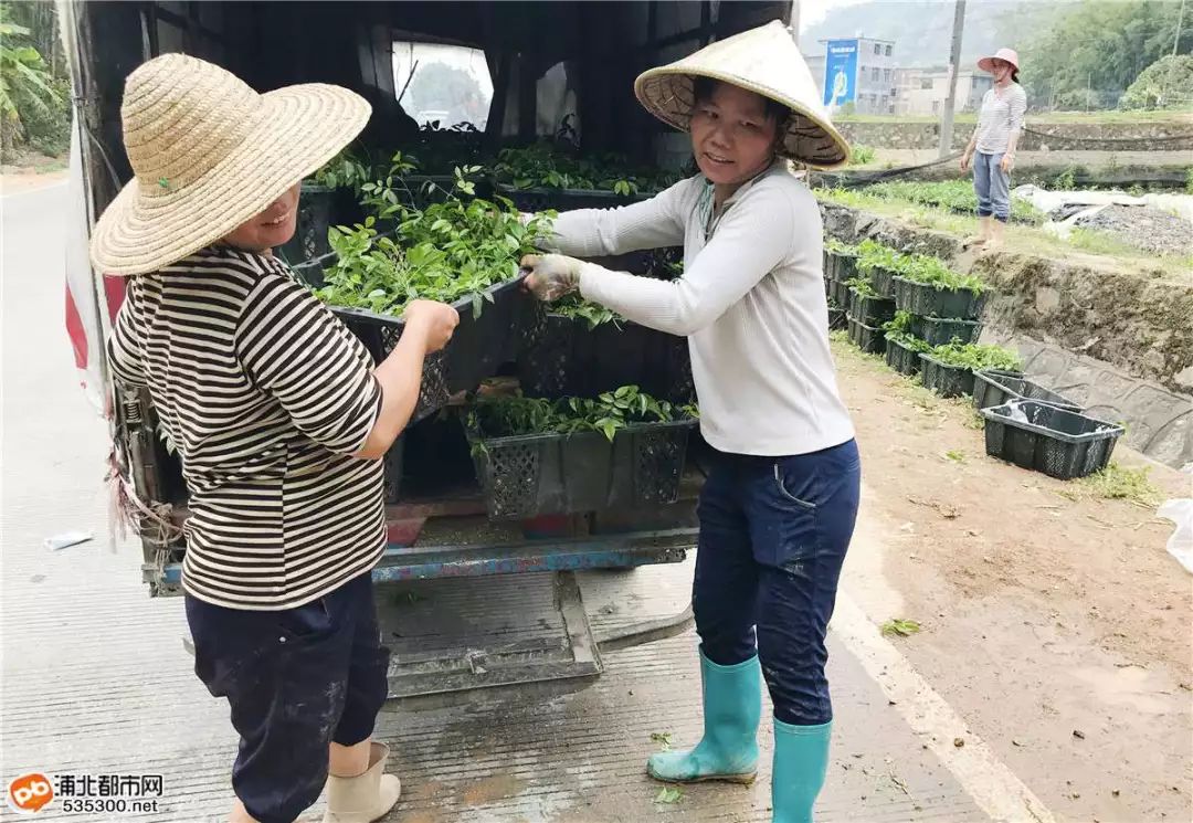 种植山莲藕致富_莲藕种植赚钱吗_致富经莲藕种植视频