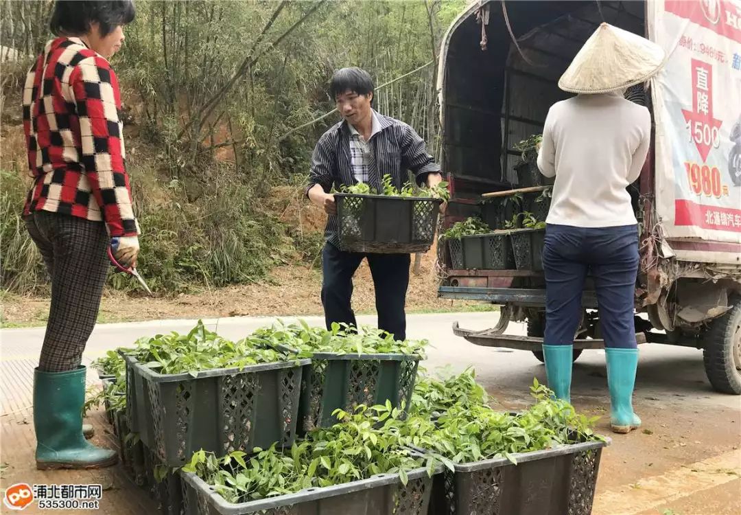 致富经莲藕种植视频_种植山莲藕致富_莲藕种植赚钱吗