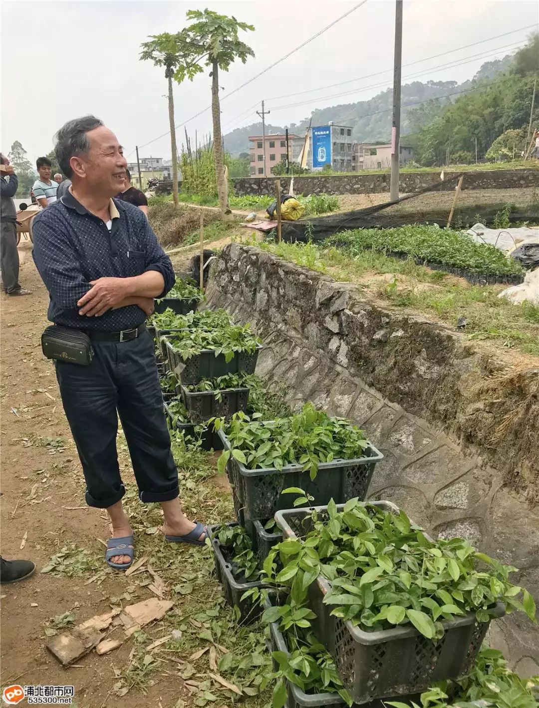 种植山莲藕致富_莲藕种植赚钱吗_致富经莲藕种植视频