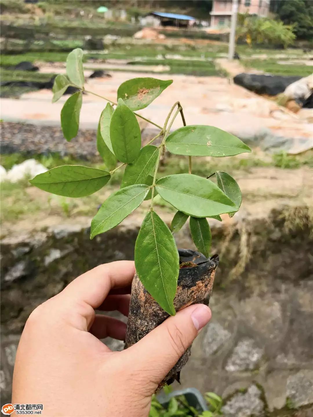 致富经莲藕种植视频_莲藕种植赚钱吗_种植山莲藕致富