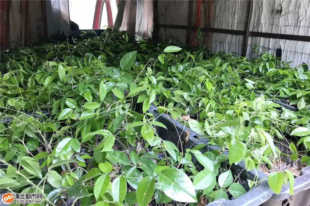 莲藕种植赚钱吗_种植山莲藕致富_致富经莲藕种植视频