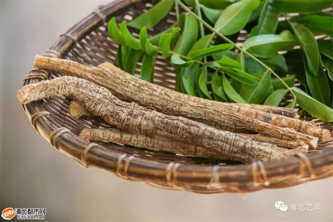 莲藕种植赚钱吗_致富经莲藕种植视频_种植山莲藕致富