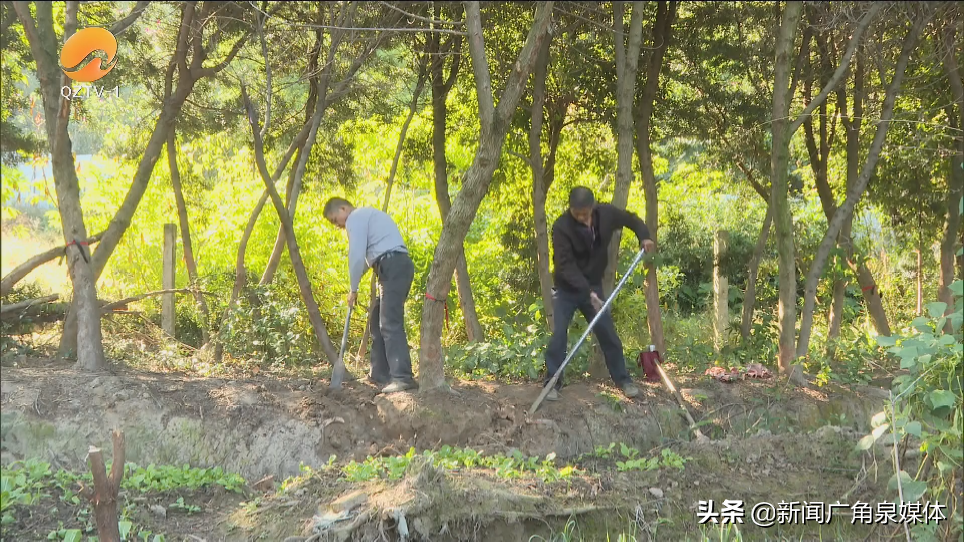 中央七台致富经官网盆景_中央台致富节目有哪些_中央致富频道直播
