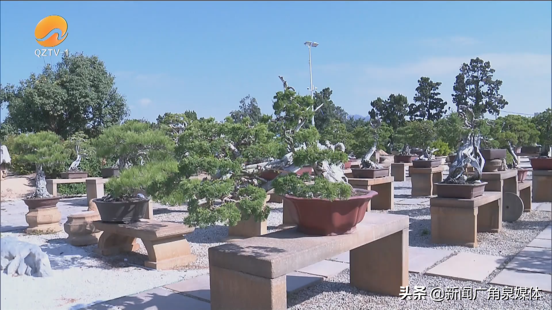 中央致富频道直播_中央台致富节目有哪些_中央七台致富经官网盆景