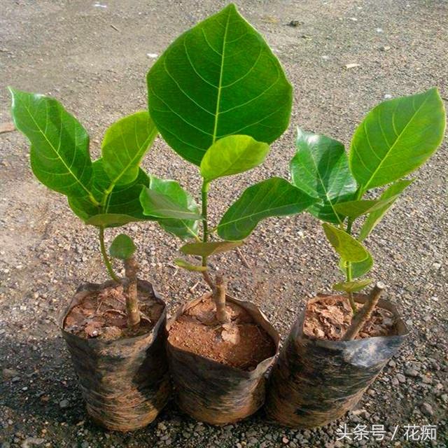 莲雾苗的种植技术_莲雾栽培技术视频_莲雾苗图片大全