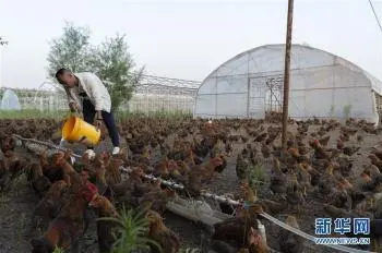 致富养殖喂鸡好吗_喂鸡养殖致富_致富养殖喂鸡赚钱吗