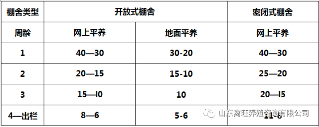 网上养肉鸭的技术视频_肉鸭养殖新技术_肉鸭网上养殖技术要点