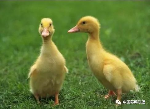 肉鸭网上养殖技术视频_肉鸭网上养殖技术要点_肉鸭养殖户信息