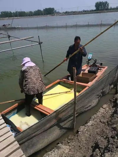 小龙虾养殖技术视_龙虾养殖技术指导视频_龙虾养殖教程书