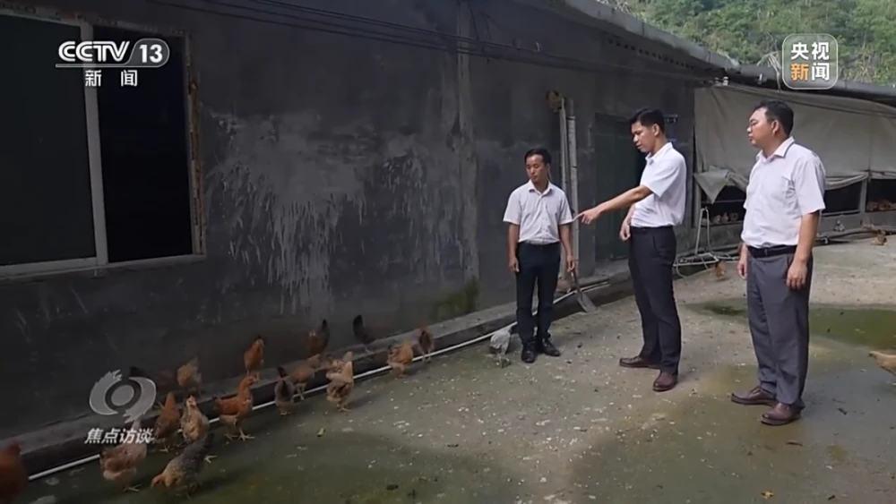 养鸡致富经_致富养殖喂鸡怎么样_喂鸡养殖致富