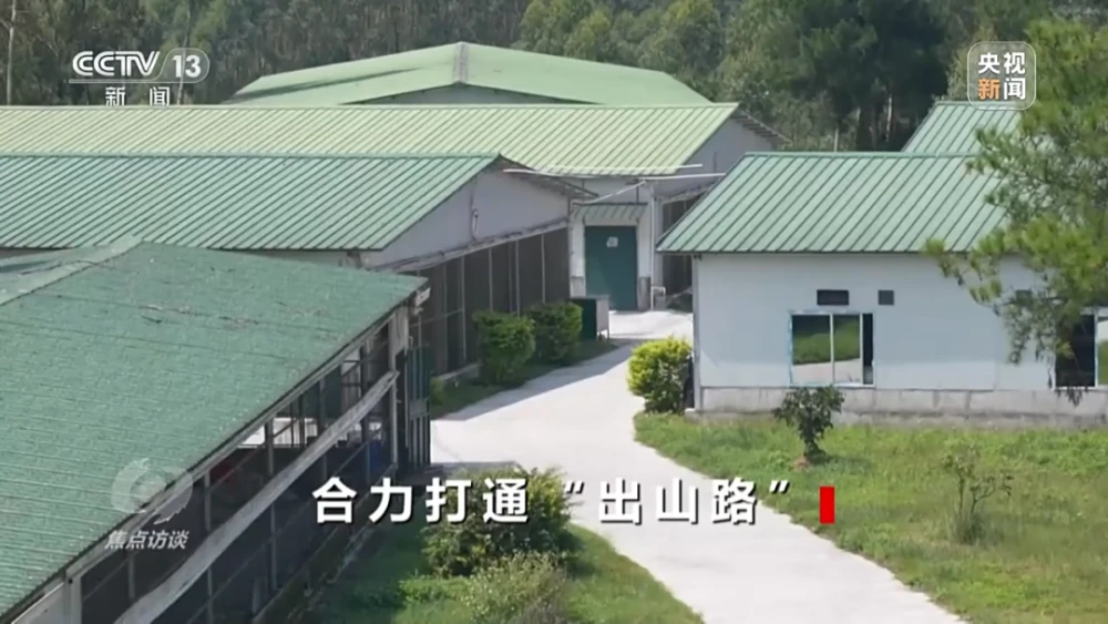 养鸡致富经_喂鸡养殖致富_致富养殖喂鸡怎么样