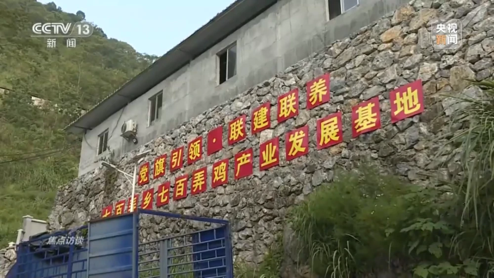 致富养殖喂鸡怎么样_喂鸡养殖致富_养鸡致富经