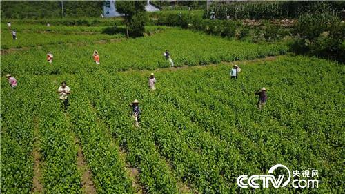 [致富经]重庆奉节陈波靠不起眼的神仙树叶日入十万元