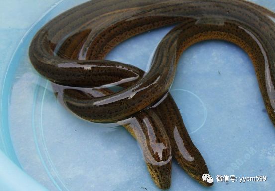 养殖黄鳝的前景怎么样_最新黄鳝养殖技术_养殖黄鳝最新技术视频