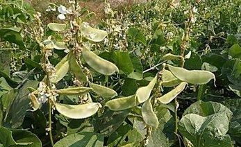 四季韭菜种植技术要点_四季韭菜种植技术_四季韭菜种植技术与管理