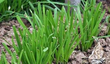 四季韭菜种植技术与管理_四季韭菜种植技术_四季韭菜种植技术要点