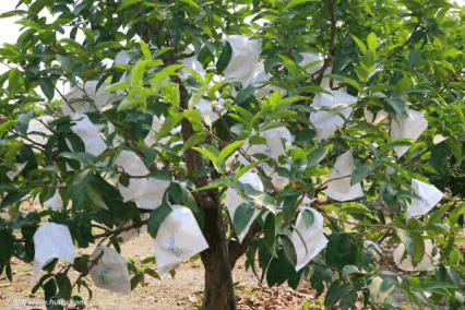 莲雾怎么育苗_莲雾苗的种植技术_莲雾栽培技术视频