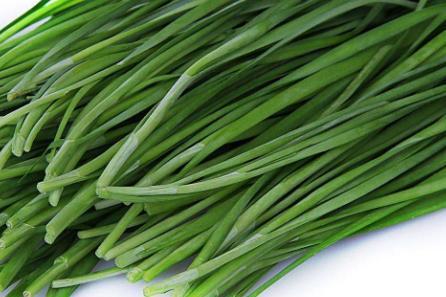 四季韭菜种植技术和管理_四季韭菜种植技术_四季韭菜种植技术与管理